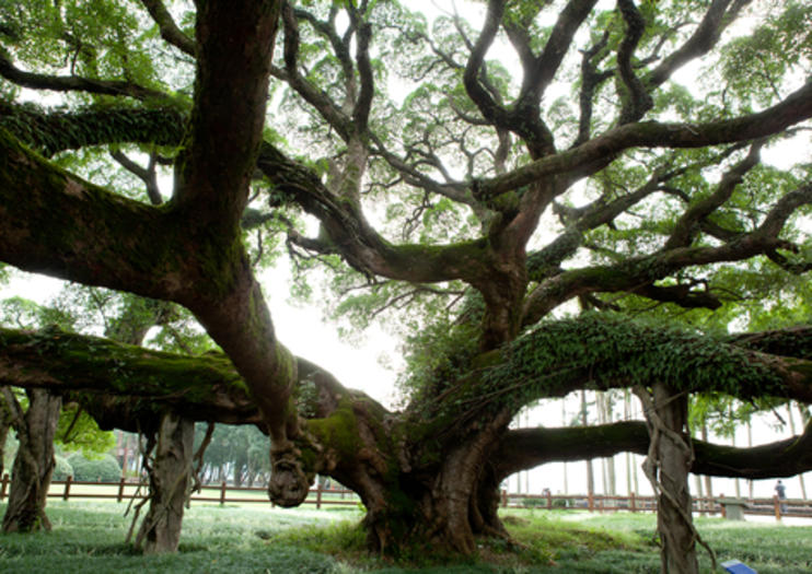 Big Banyan Tree